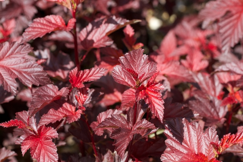 Red Ninebark Plants (2-Pack) in 3" Containers - Deciduous Shrub with Reddish Purple Leaves, Physocarpus opulifolius