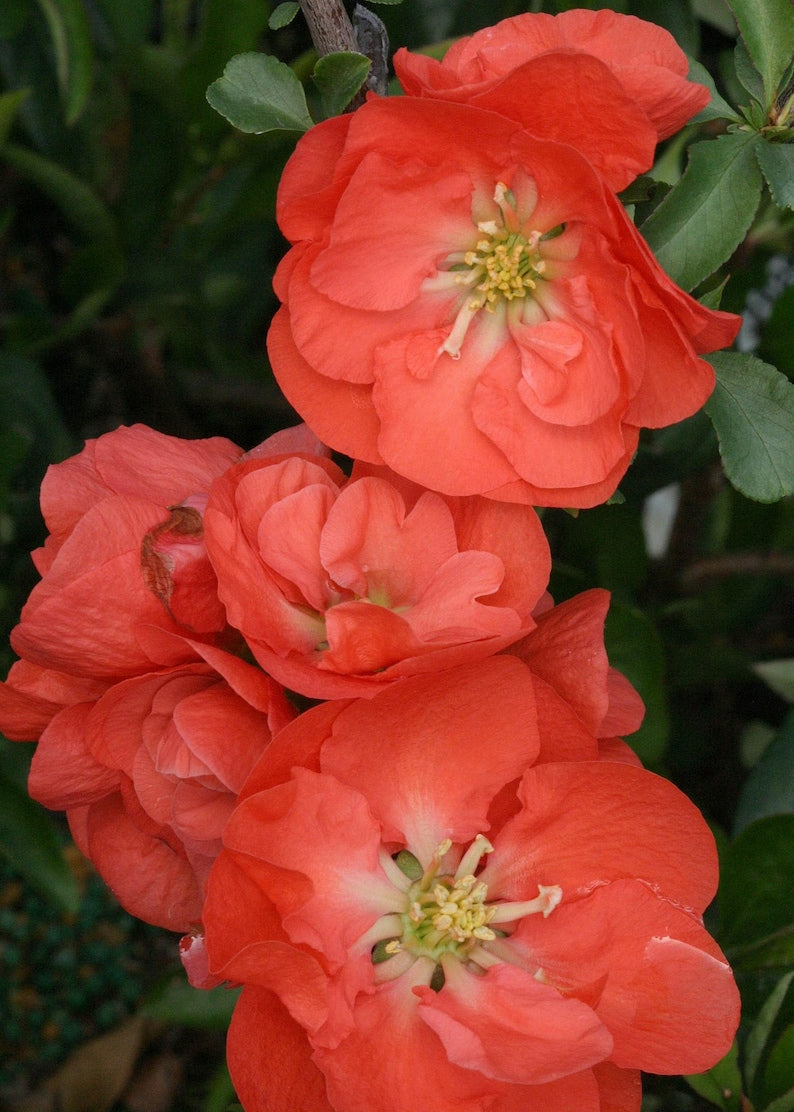 Double Take Orange Flowering Quince Plant - 6" Pot - Chaenomeles speciosa - Bright Scarlet Flowers for Spring Garden