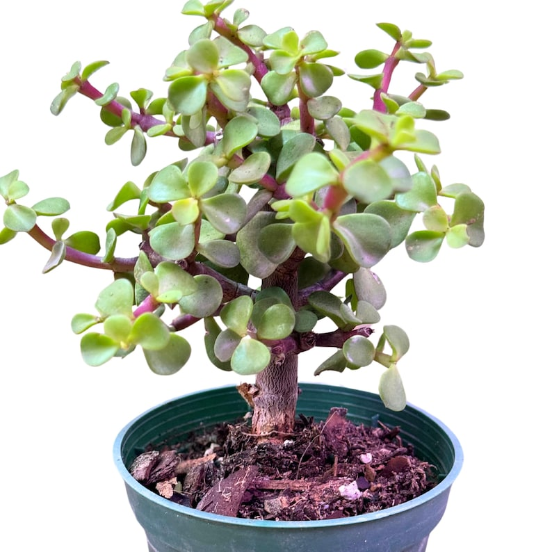 Portulacaria Afra Jade Bonsai Live Plant 4 Inch Pot Elephant Bush Indoor Succulent Starter