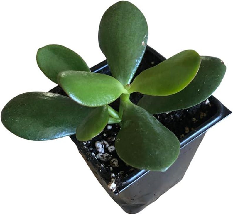 Organic Jade Plant in 2.5-inch Pot | Crassula ovata