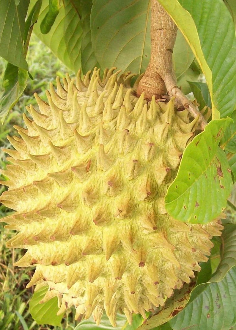 Rollinia Tree in 10" Pot, Exotic Fruit Tree, Biriba, Annonaceae, Tropical Plant for Home Garden, Fresh Fruit Production