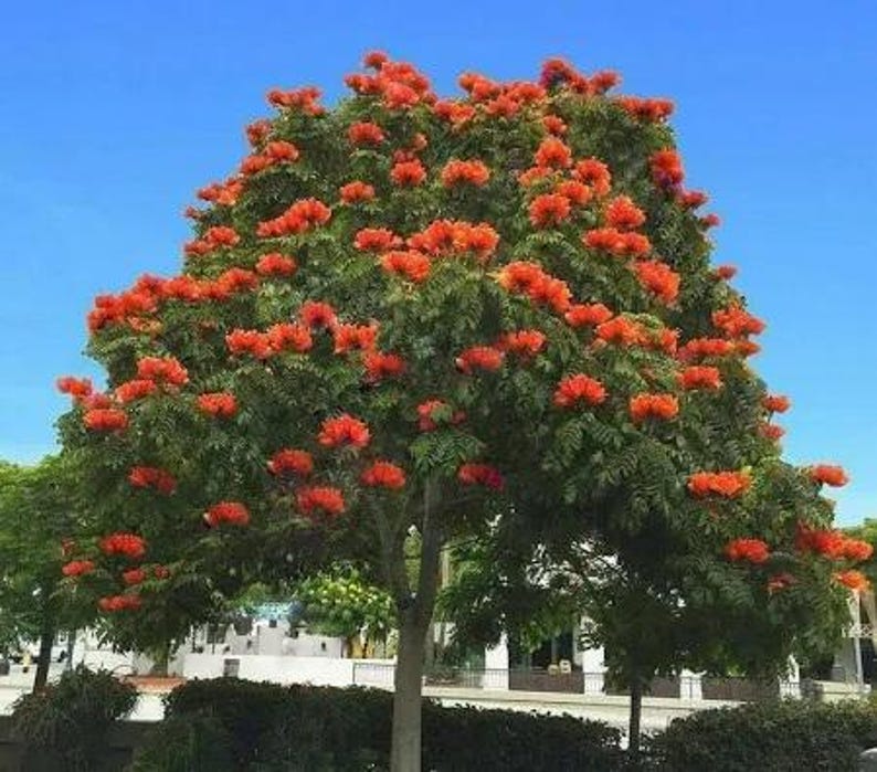 African Tulip Tree - 2 to 3 Feet - Bignonia Family - Potted in 3 Gallon Pot - Exotic Tropical Plant