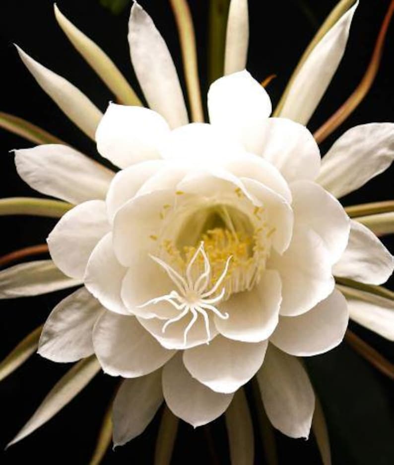 Queen of the Night Plant 4
