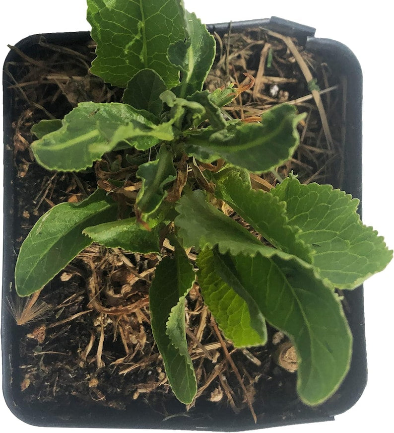 planting horseradish in a pot Organic Horseradish Plant in 2.5-inch Pot - Armoracia rusticana