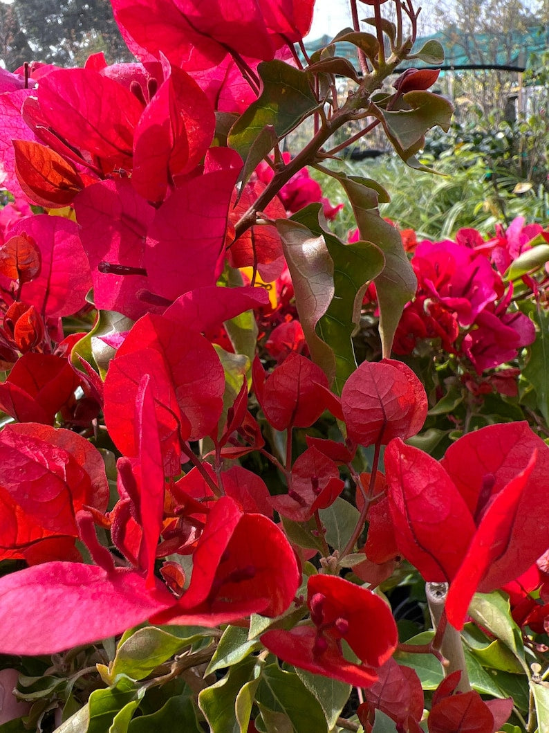 Bougainvillea Plant - 1 ft - Bronze-Red Flowers - Sharon Wesley - 6" Pot