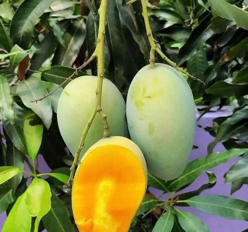 Grafted Valencia Pride Mango Tree in 1/2 Gallon Pot - Mangifera indica - Tropical Fruit Plant for Home Garden & Culinary Use