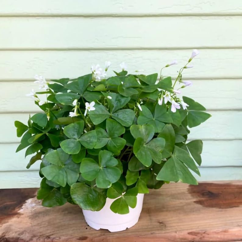 shamrock house plant care Oxalis Green Live Plant 6” Pot - Shamrock Plant - Oxalis regnellii