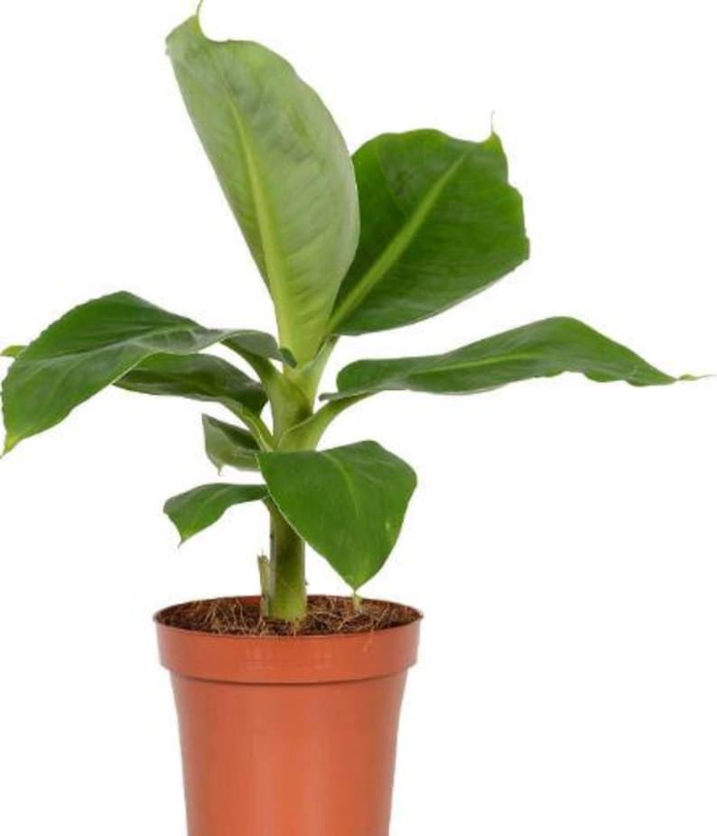 buy indoor banana plant Organic Super Dwarf Banana Tree Half Gallon Pot | Musa acuminata
