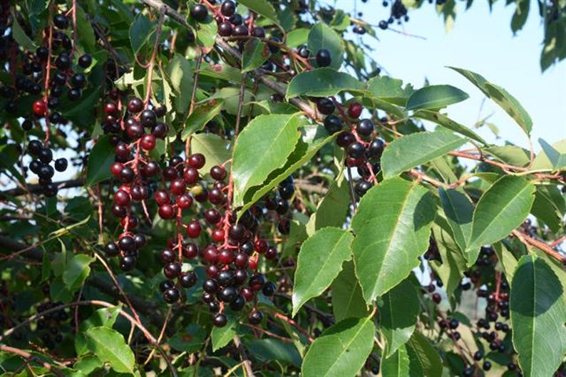 Capulin Cherry Tree - 6" Pot - Mexico Cherry - Prunus serotina var. capuli - 1 Feet Tall - Edible Fruit Plant