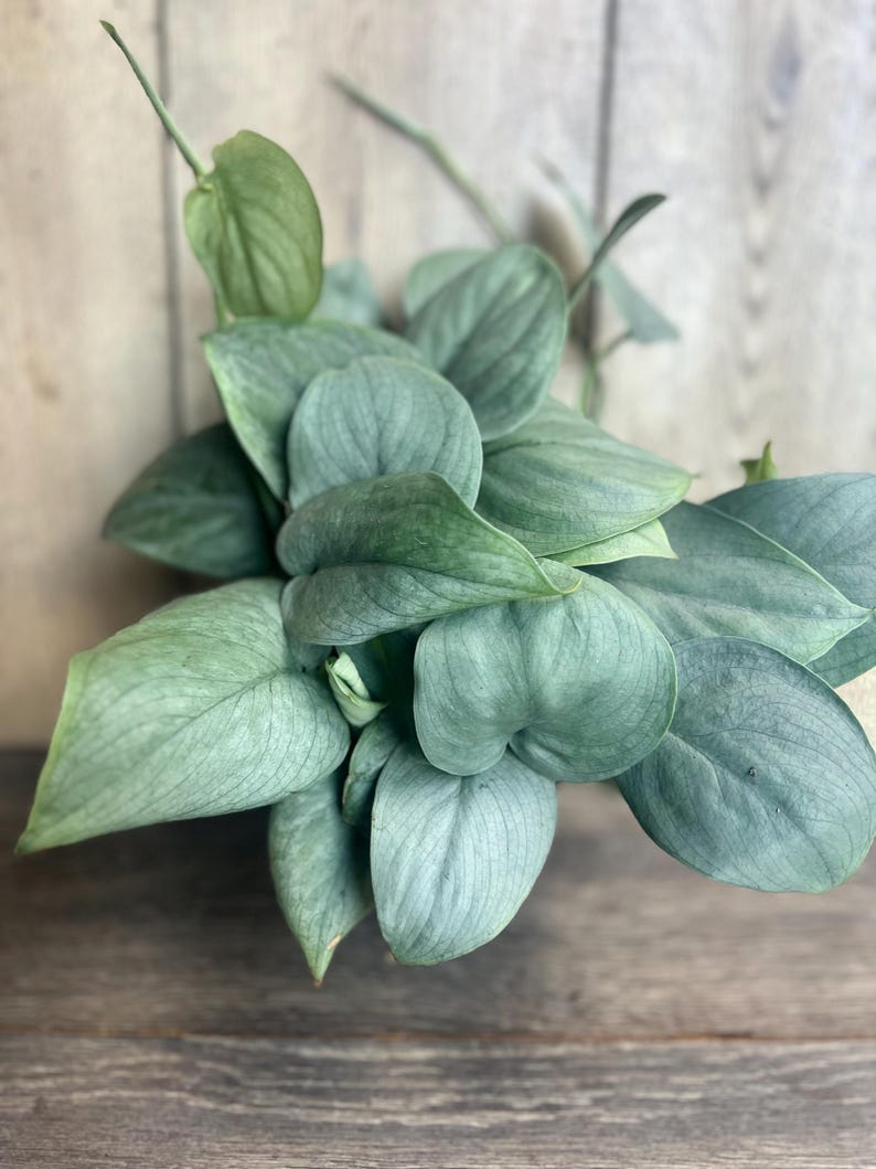 pothos silver hero Scindapsus Silver Hero Plant in 4" Pot | Pothos-Like Houseplant