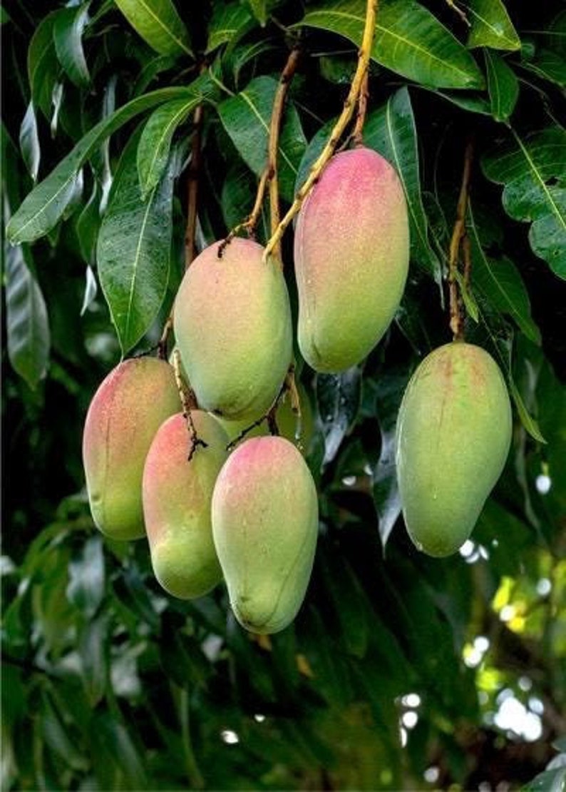 Grafted Pickering Mango Tree in 1/2 Gallon Pot - Compact Tropical Fruit Plant (Mangifera indica) for Small Spaces