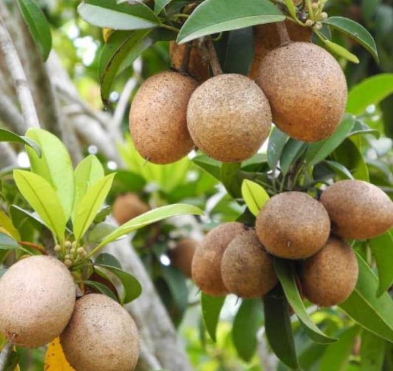 Large Organic Sapodilla Plant 16-20 Inch - Manilkara zapota in 1 Gallon Pot, Fast Growing Dwarf Fruit Tree for Container Gardening
