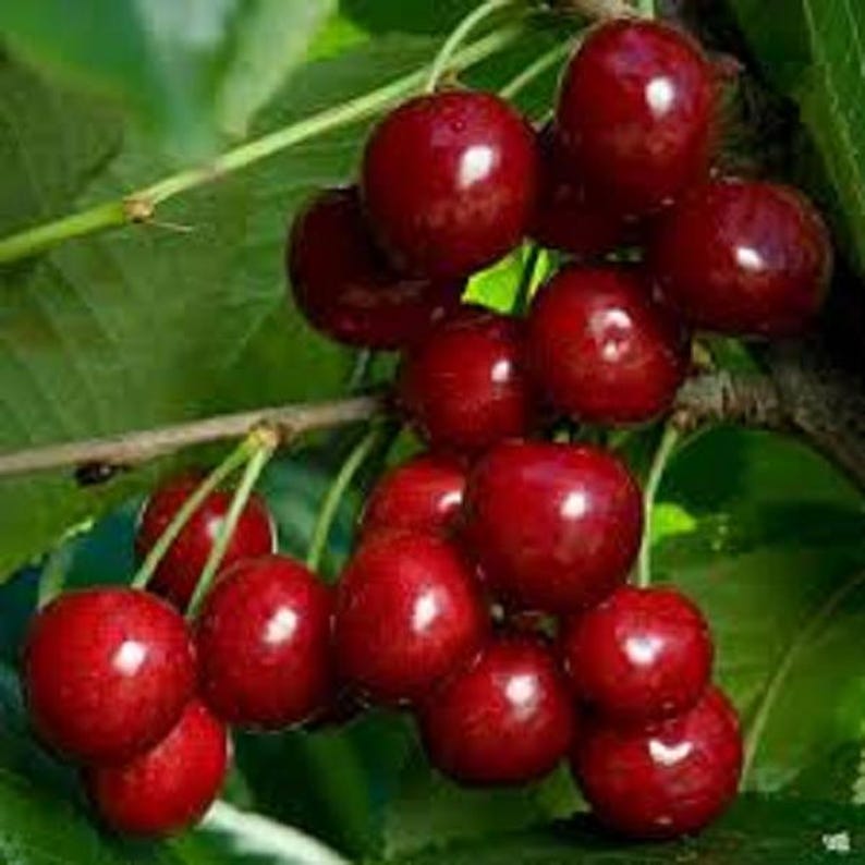 Cherry Tree Bundle - 2 Rooted Trees, Bing & Rainier Varieties, Up to 3 ft Tall - Prunus avium - Live Plant Guarantee