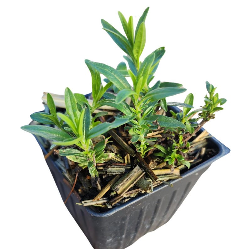 Blue Hyssop Organic Plant in 2.5-inch Pot, Aromatic Herb with Purple Flowers, Hyssopus officinalis