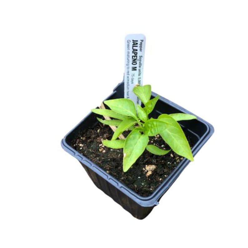 Organic Jalapeno Pepper Plant in 2.5-inch Pot, Capsicum annuum, Medium –  Jayme Garden