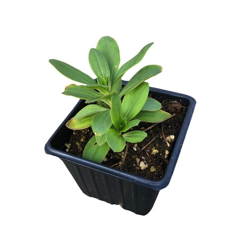 Soapwort Plant in 2.5-Inch Pot - Saponaria officinalis - Organic Bouncing Bet, Crow Soap - Moist Shade Garden Favorite