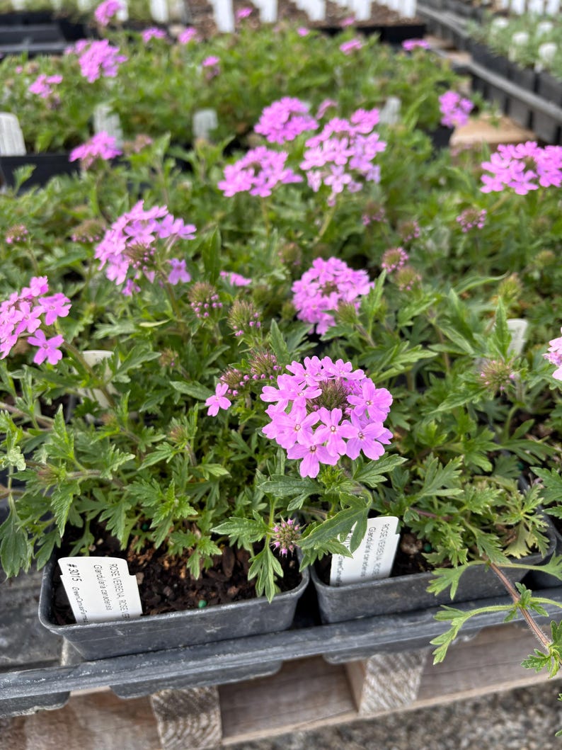 verbena plant in pot Rose Verbena Live Plant 4" Pot - Glandularia canadensis - Full Sun