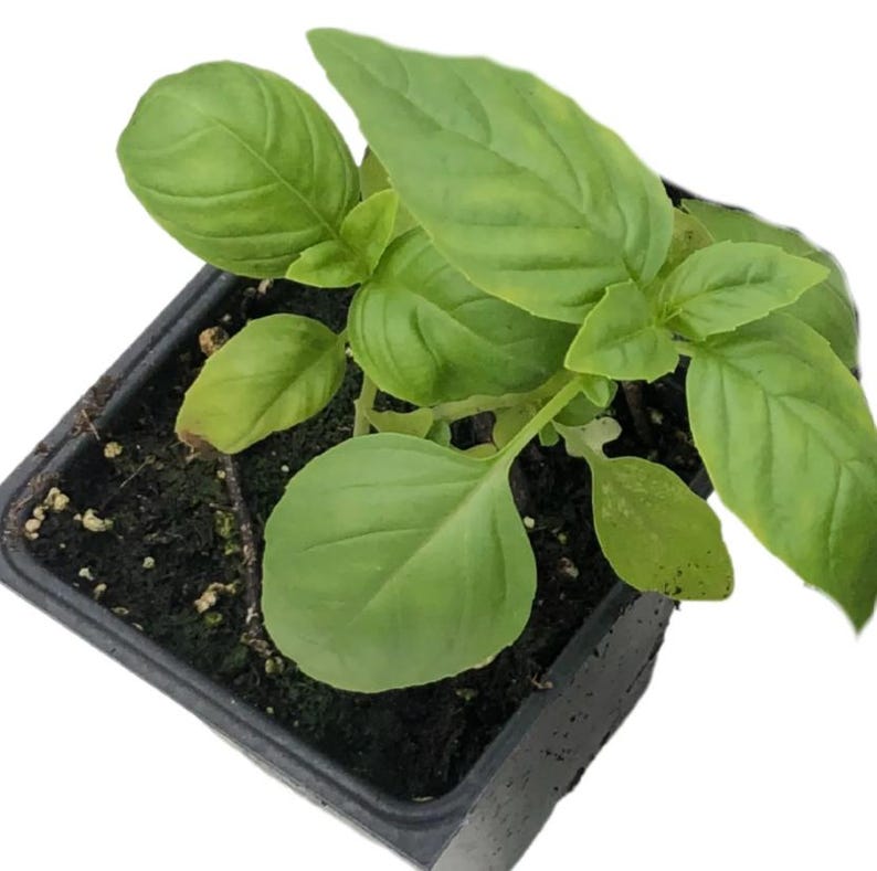 Italian Large Leaf Basil Plant in 2.5-Inch Pot, Organic Culinary Herb   Jayme Garden