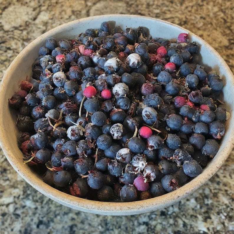 Allegheny Serviceberry Shrub Seedling Live Plant Edible Berries Amelanchier laevis - Blueberry Alternative, 12-18 Inches Tall