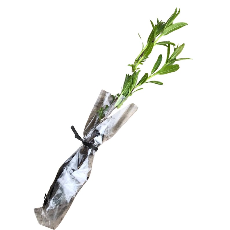 Black Willow Plant - 2.5-Inch Soil Plug - Fast-Growing Native Tree - Salix nigra for Erosion Control and Wet Soils