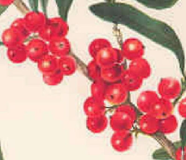 Buffalo Berry Live Plant 6-12 Inch Edible Berry Bush Shepherdia argentea - Hardy Shrub for Wildlife, No Shipments to CA or HI