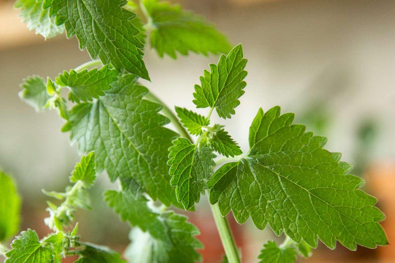 Catnip Plant - Live Starter Plant - Nepeta cataria