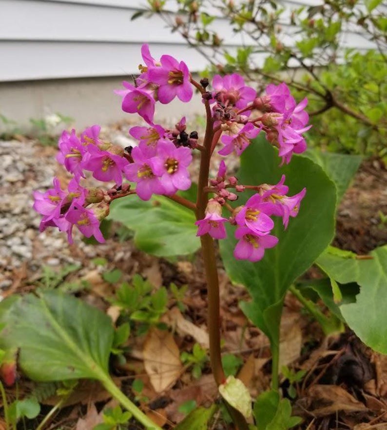 Bergenia Bare Root Plant - Pink Flowers, Hardy Perennial for Zones 5-8 - Easy Care Garden Addition (Bergenia spp.)