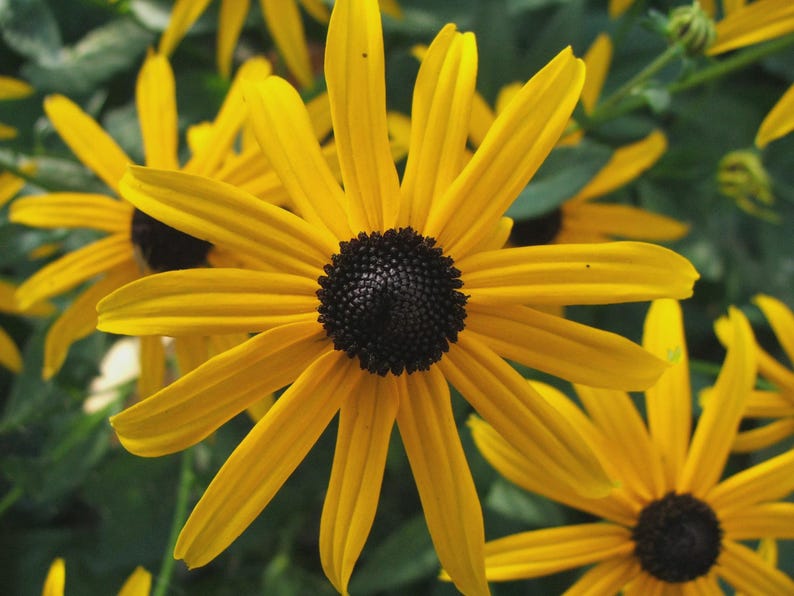 Black Eyed Susan Bareroot Plant - Rudbeckia fulgida - Perennial Flower for Gardens and Landscaping