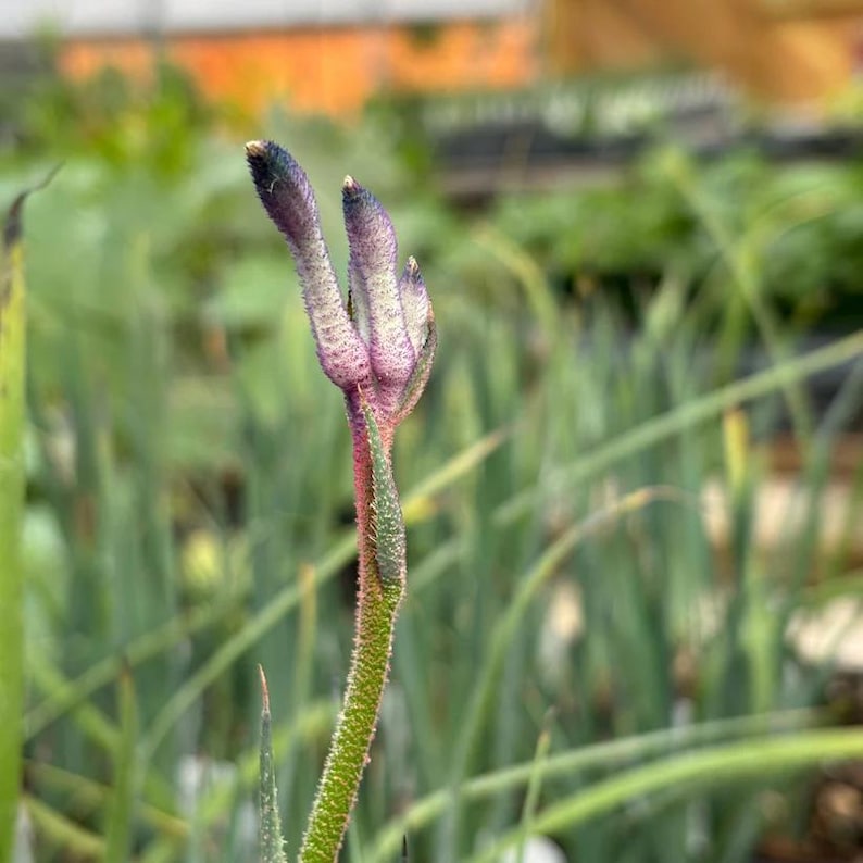 Kangaroo Paw Live Plant 3.5" Pot Anigozanthos 'Masquerade' Full Sun to Part Shade, Native to Western Australia