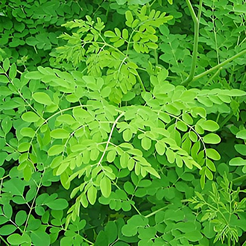 Organic Dwarf Moringa Plant, 8-14 inch in Half Gallon Pot, Easy to Grow Moringa oleifera, Year-Round Harvest, Container-Friendly