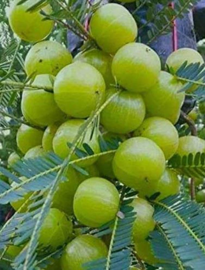 Organic Amla Plant - Dwarf Indian Gooseberry - 10-12 Inch - Emblica of   Jayme Garden