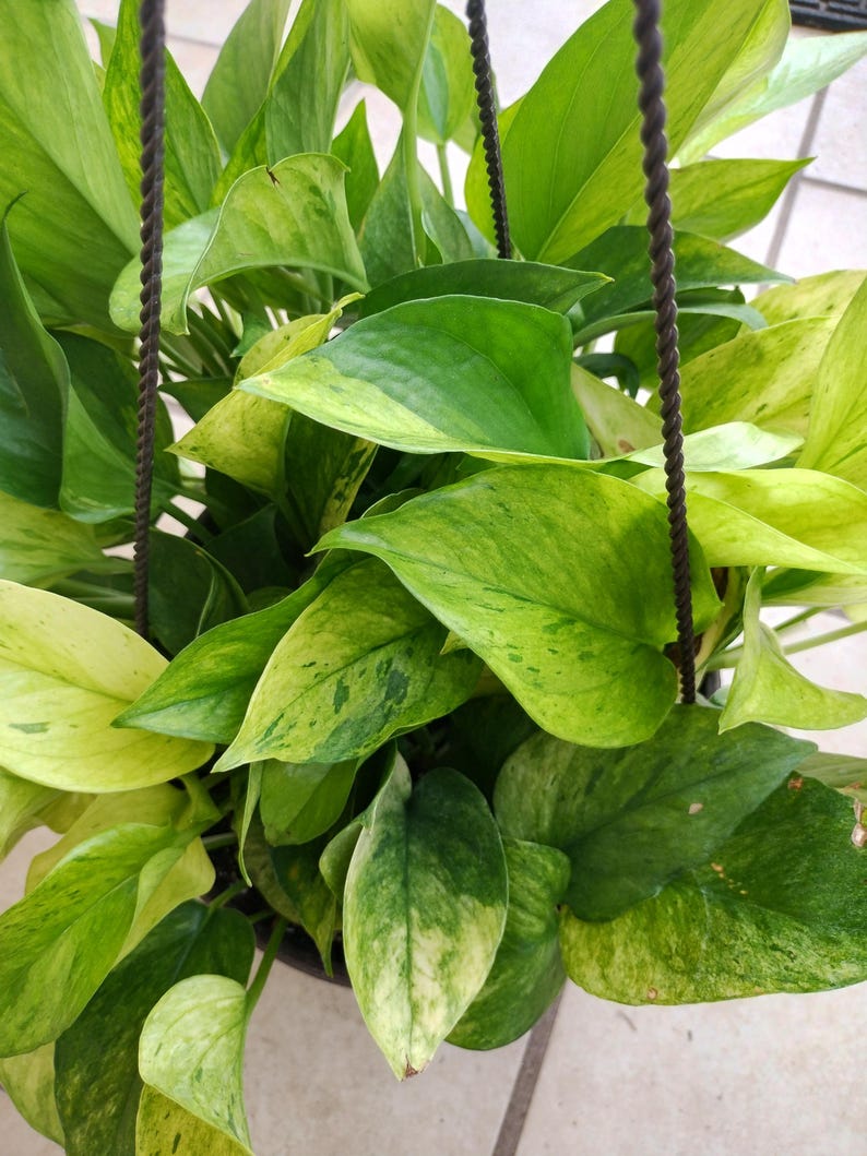 marble neon pothos Rare Pothos Marble Neon Cutting - 1 Rooted + 1 Free Cutting