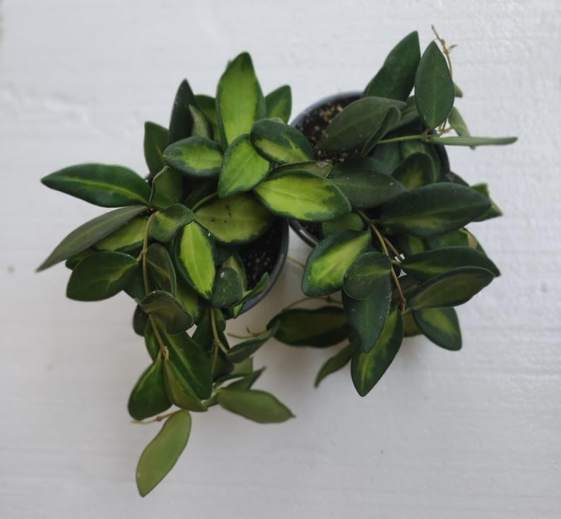 Hoya Sea Stones Plant Set - 1 Small Rooted + 1 Free Cutting - Hoya spp. - Easy Care Indoor Plant