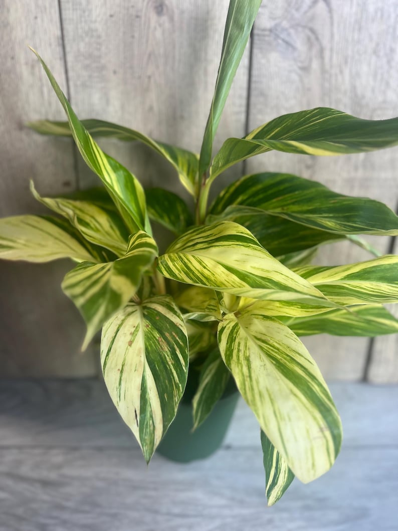 ginger house plant Variegated Shell Ginger Plant in 6" Pot