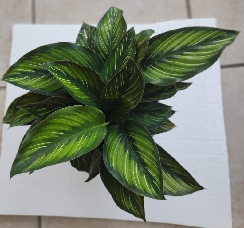 Calathea Ornata Beauty Star - Small Rooted Plant + Free Cutting - Calathea ornata - Easy Care Houseplant for Indoor Gardens