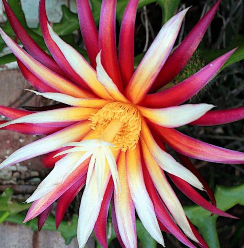 Fishbone Cactus Live Plant 8-10