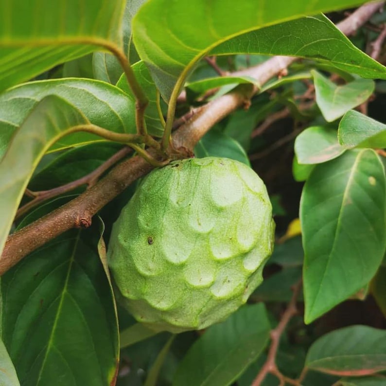 cherimoya plant in pot Organic Cherimoya Plant, 12-18 Inch in 1 Gal Pot, Self-Pollinating Tre – Jayme Garden