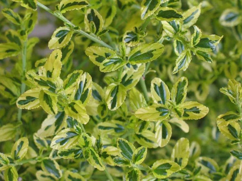 Ceanothus thyrsiflorus 'El Dorado' - 1ft Tall Evergreen Shrub in 6" Pot - Variegated Dark Green & Blue Flowers