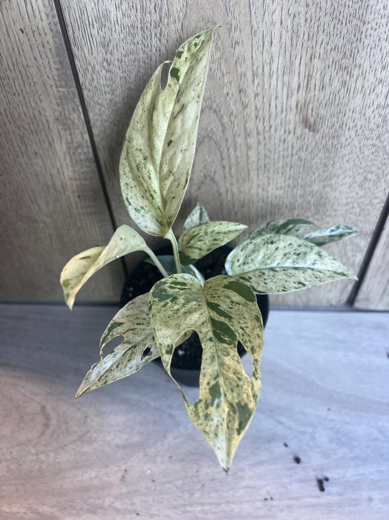 variegated marble pothos Epipremnum Pinnatum Marble Variegated 4" Pot, Marble King Pothos, Hear – Jayme Garden