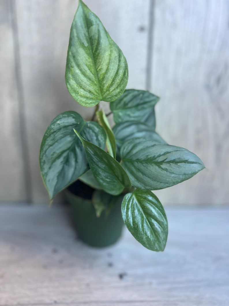aroid philodendron Philodendron Sodiroi in 4" Pot, Rare Silver Aroid, Heart-Shaped Leaves – Jayme Garden