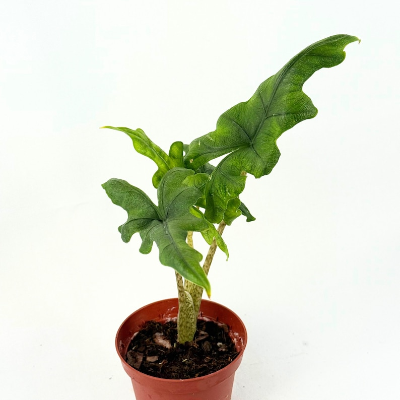 Alocasia Jacklyn Live Plant Elephant Ear Tropical Indoor Houseplant 4 Inch Rooted Starter Gift