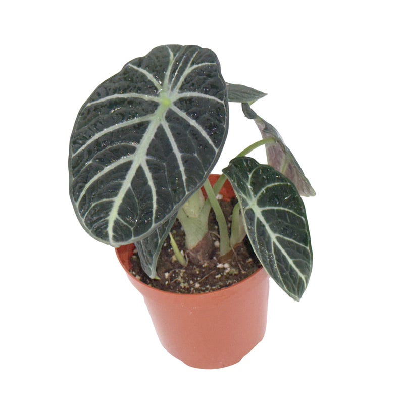Alocasia Ninja Live Plant Black Elephant Ear Tropical Houseplant Rooted 4 Inch Indoor Decor Gift