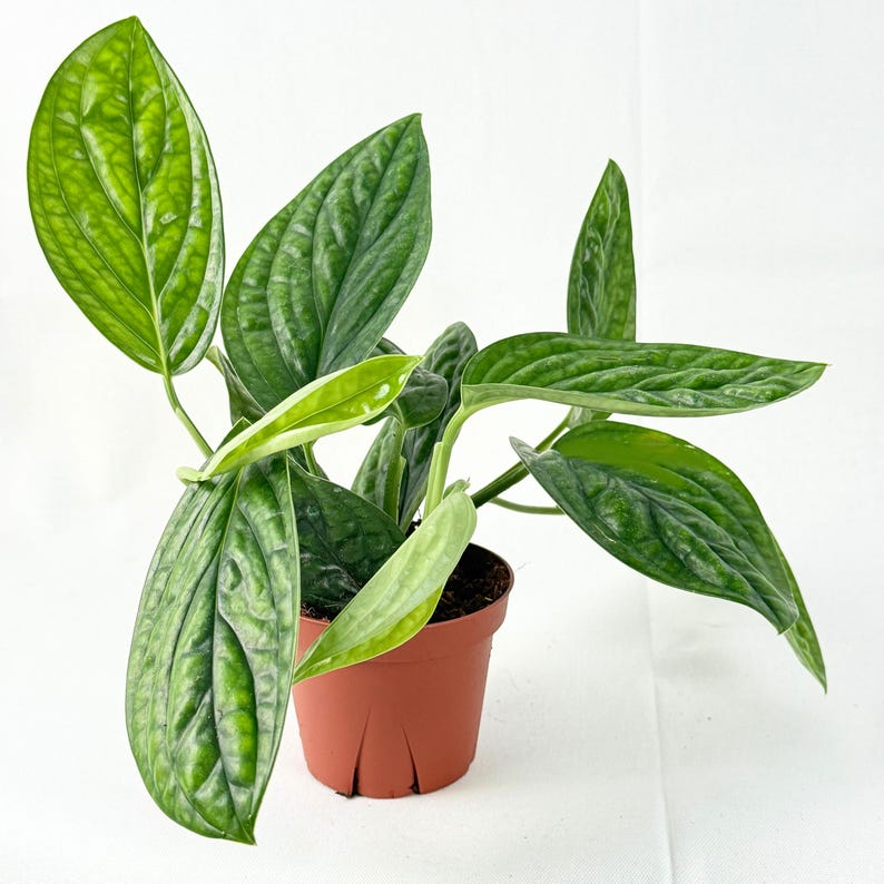 Monstera Peru Live Plant Karstenianum Houseplant Rare Tropical Indoor Vine Plant Starter Plant Home Decor Gift