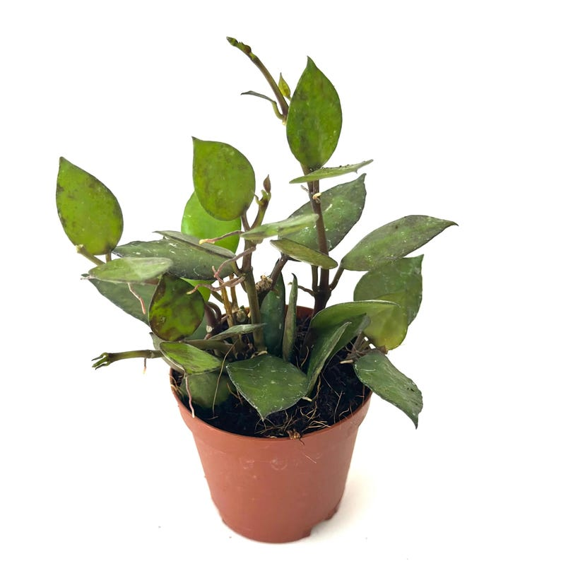 Hoya Krohniana Black Live Plant 2 Inch Pot Dark Hoya Starter Cutting Indoor Houseplant