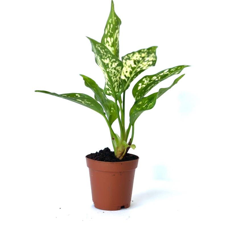 Aglaonema Brevispathum Live Plant Rare Indoor Houseplant Easy Care Tropical Starter Plant Home Decor Gift