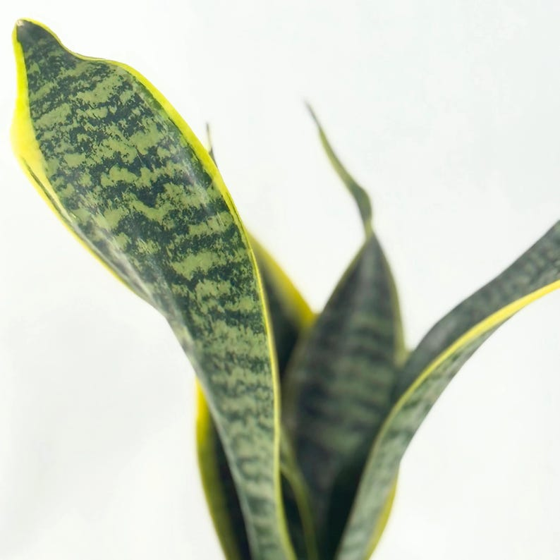 Sansevieria Laurentii Snake Plant Live Houseplant Mother In Laws Tongue Indoor Starter Plant Home Decor Gift