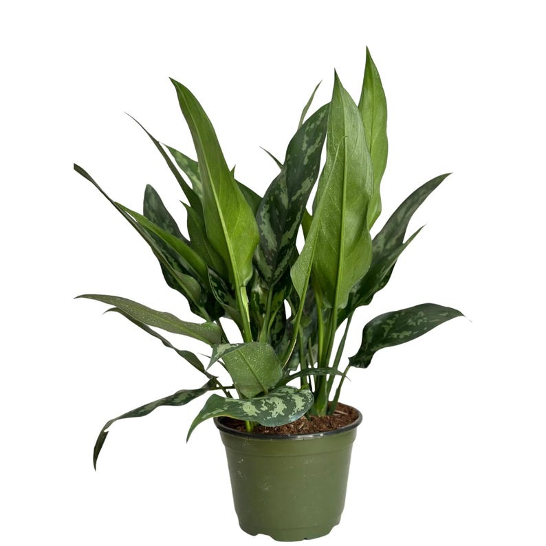 Aglaonema Tigress Live Plant Chinese Evergreen Indoor Houseplant Tropical Starter Plant Home Decor Gift