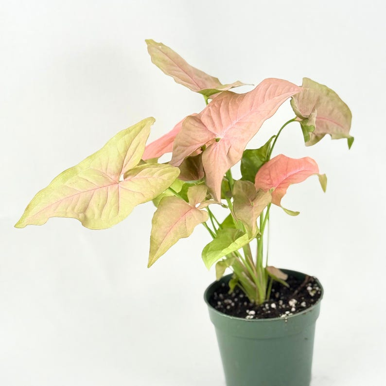 Syngonium Pink Perfection Live Plant Pink Arrowhead Houseplant Rare Indoor Tropical Starter Plant Gift