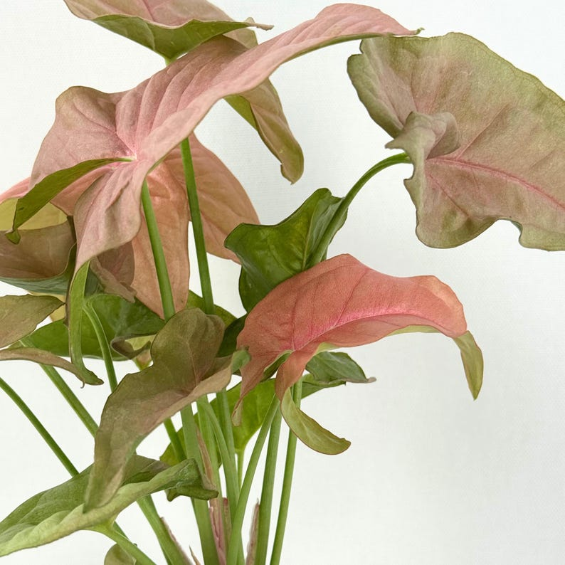 Syngonium Pink Perfection Live Plant Rare Pink Arrowhead Tropical Indoor Houseplant Starter Plant Gift