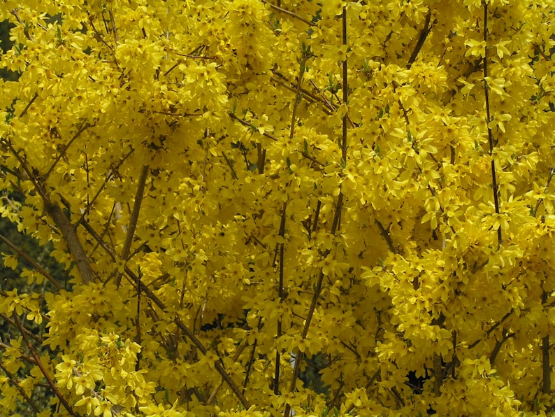 Lynwood Gold Forsythia Shrubs - 2 Pack, Bright Yellow Flowers, Forsythia x intermedia 'Lynwood', 4" Container